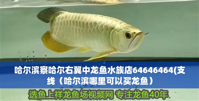 哈爾濱察哈爾右翼中龍魚水族店64646464(支線（哈爾濱哪里可以買龍魚） 哈爾濱察哈爾右翼中龍魚水族店64646464(支線（哈爾濱哪里可以買龍魚） 觀賞魚百科