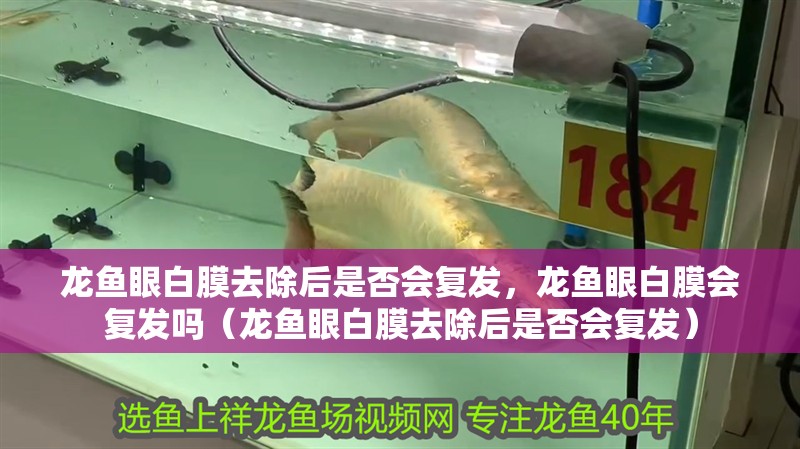 龍魚眼白膜去除后是否會復發(fā)，龍魚眼白膜會復發(fā)嗎（龍魚眼白膜去除后是否會復發(fā)）