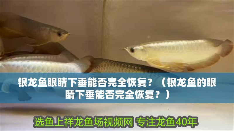 銀龍魚眼睛下垂能否完全恢復？（銀龍魚的眼睛下垂能否完全恢復？）