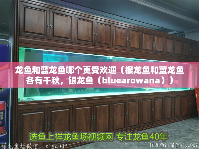 龍魚和藍(lán)龍魚哪個(gè)更受歡迎（銀龍魚和藍(lán)龍魚各有千秋，銀龍魚（bluearowana））