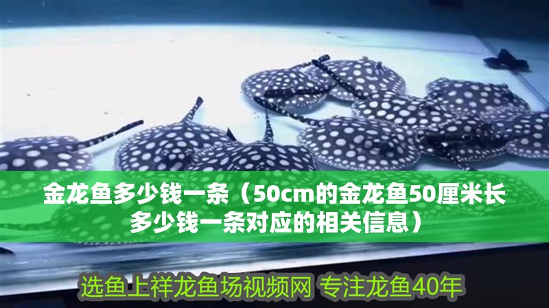 金龍魚多少錢一條（50cm的金龍魚50厘米長(zhǎng)多少錢一條對(duì)應(yīng)的相關(guān)信息）