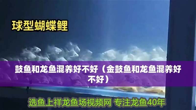 鼓魚和龍魚混養好不好（金鼓魚和龍魚混養好不好）