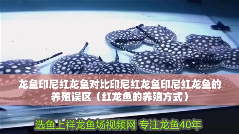 龍魚印尼紅龍魚對比印尼紅龍魚印尼紅龍魚的養殖誤區（紅龍魚的養殖方式）