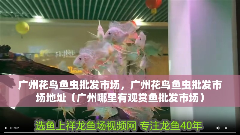 廣州花鳥魚蟲批發市場，廣州花鳥魚蟲批發市場地址（廣州哪里有觀賞魚批發市場）