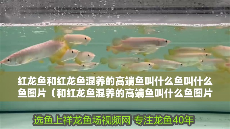 紅龍魚和紅龍魚混養的高端魚叫什么魚叫什么魚圖片（和紅龍魚混養的高端魚叫什么魚圖片）