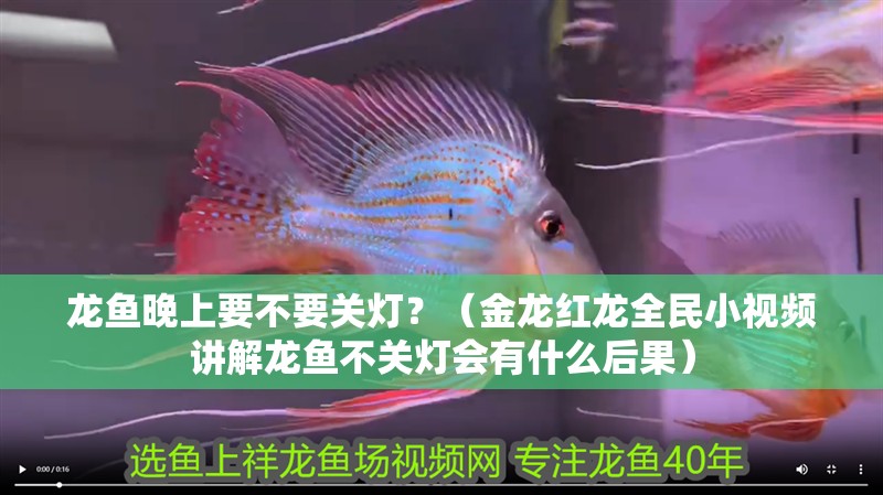 龍魚(yú)晚上要不要關(guān)燈？（金龍紅龍全民小視頻講解龍魚(yú)不關(guān)燈會(huì)有什么后果）
