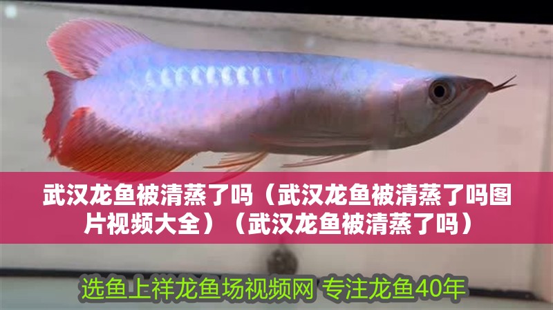 武漢龍魚被清蒸了嗎(武漢龍魚被清蒸了嗎圖片視頻大全)(武漢龍魚被清蒸了嗎) 觀賞魚百科 第2張 武漢龍魚被清蒸了嗎(武漢龍魚被清蒸了嗎圖片視頻大全)(武漢龍魚被清蒸了嗎) 武漢龍魚被清蒸了嗎(武漢龍魚被清蒸了嗎圖片視頻大全)(武漢龍魚被清蒸了嗎) 觀賞魚百科 第2張