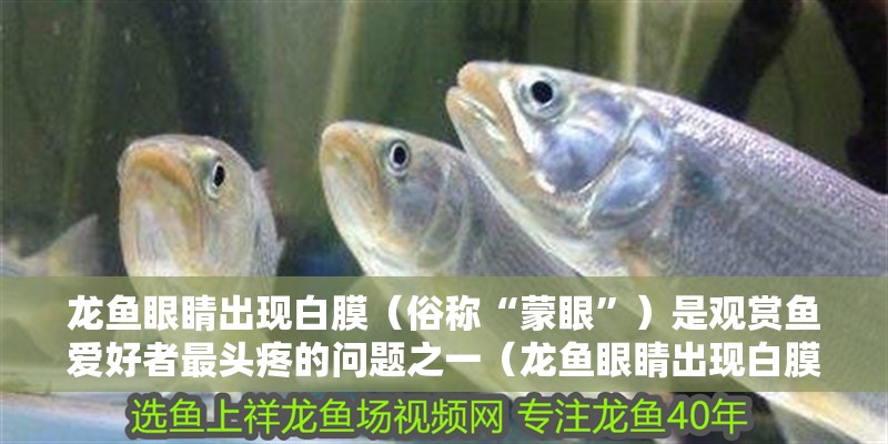 龍魚眼睛出現白膜（俗稱“蒙眼”）是觀賞魚愛好者最頭疼的問題之一（龍魚眼睛出現白膜怎么辦）
