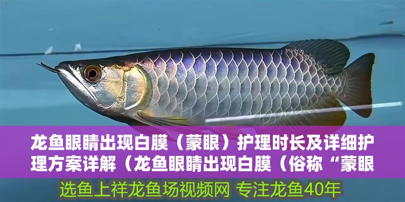 龍魚眼睛出現白膜（蒙眼）護理時長及詳細護理方案詳解（龍魚眼睛出現白膜（俗稱“蒙眼”）的護理方案）