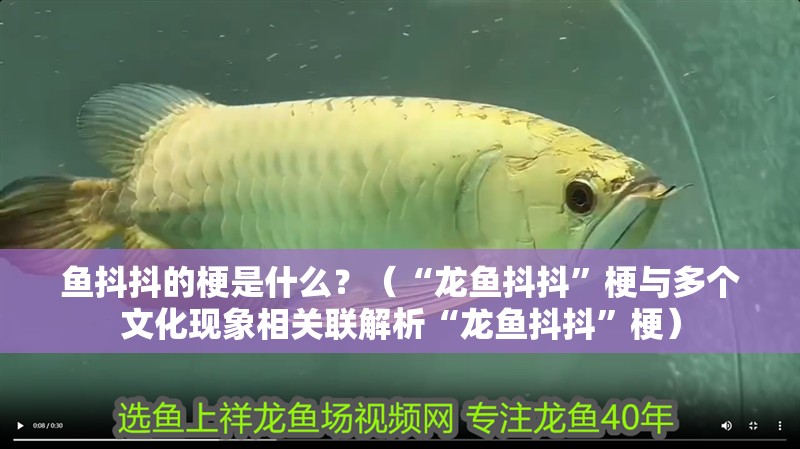 魚抖抖的梗是什么？（“龍魚抖抖”梗與多個文化現象相關聯解析“龍魚抖抖”梗）