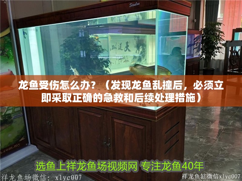 龍魚受傷怎么辦？（發(fā)現(xiàn)龍魚亂撞后，必須立即采取正確的急救和后續(xù)處理措施）