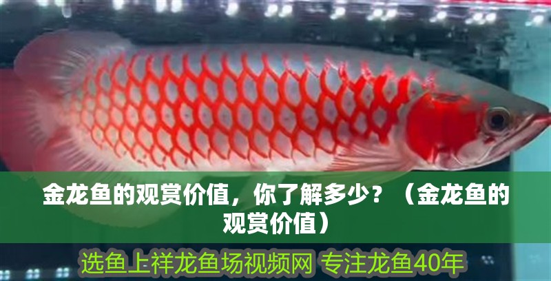 金龍魚的觀賞價值，你了解多少？（金龍魚的觀賞價值）