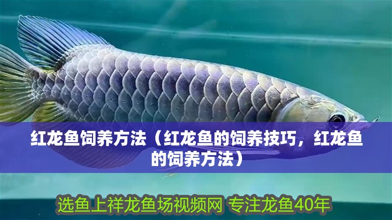 紅龍魚飼養方法（紅龍魚的飼養技巧，紅龍魚的飼養方法）