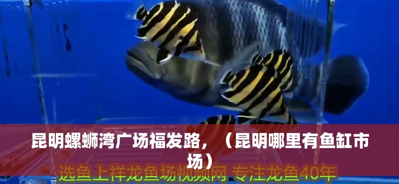 昆明螺螄灣廣場福發路，（昆明哪里有魚缸市場）