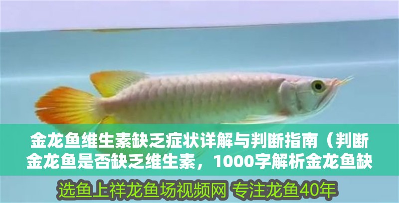 金龍魚維生素缺乏癥狀詳解與判斷指南（判斷金龍魚是否缺乏維生素，1000字解析金龍魚缺乏維生素）