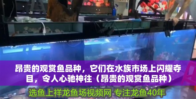 昂貴的觀賞魚品種，它們?cè)谒迨袌?chǎng)上閃耀奪目，令人心馳神往（昂貴的觀賞魚品種）