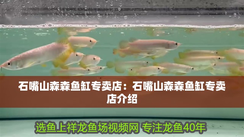 石嘴山森森魚缸專賣店：石嘴山森森魚缸專賣店介紹