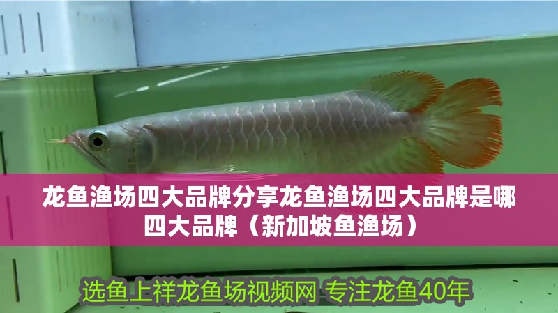 龍魚漁場四大品牌分享龍魚漁場四大品牌是哪四大品牌（新加坡魚漁場）