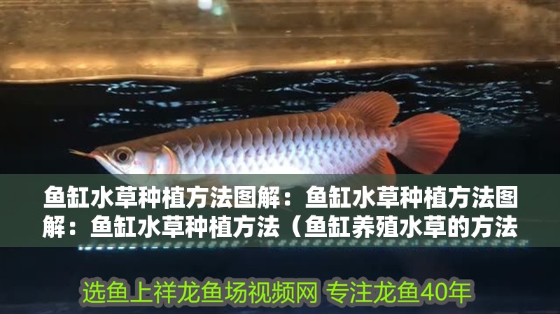 魚缸水草種植方法圖解：魚缸水草種植方法圖解：魚缸水草種植方法（魚缸養(yǎng)殖水草的方法）