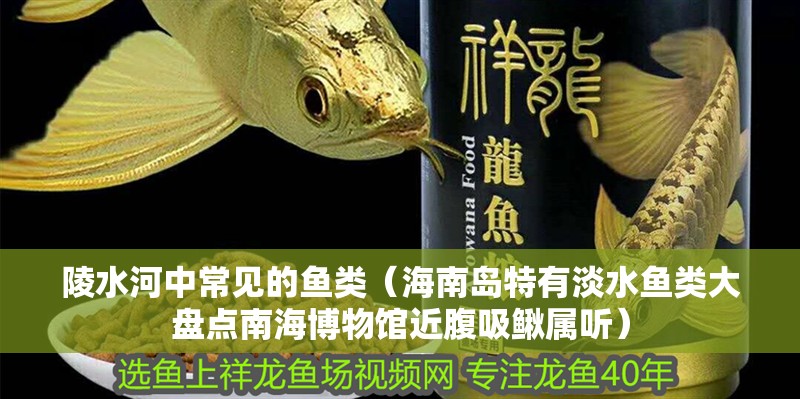 陵水河中常見(jiàn)的魚(yú)類（海南島特有淡水魚(yú)類大盤(pán)點(diǎn)南海博物館近腹吸鰍屬聽(tīng)）