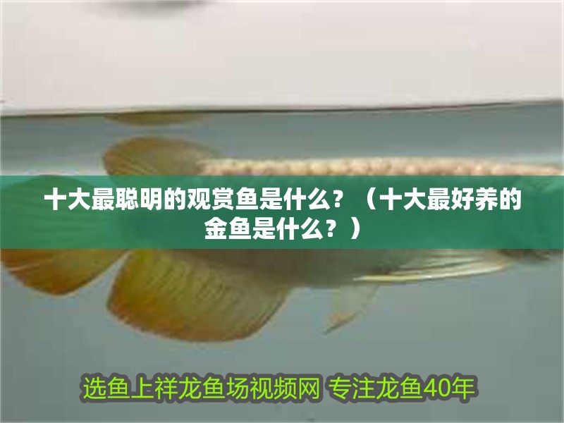 十大最聰明的觀賞魚是什么？（十大最好養的金魚是什么？）