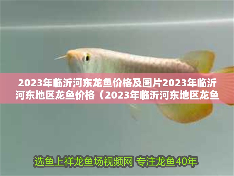 2023年臨沂河東龍魚價格及圖片2023年臨沂河東地區龍魚價格（2023年臨沂河東地區龍魚價格及圖片）