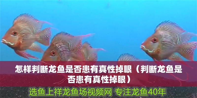 怎樣判斷龍魚是否患有真性掉眼（判斷龍魚是否患有真性掉眼） 怎樣判斷龍魚是否患有真性掉眼（判斷龍魚是否患有真性掉眼） 龍魚百科 第2張