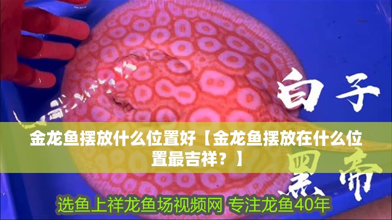 金龍魚擺放什么位置好【金龍魚擺放在什么位置最吉祥？】
