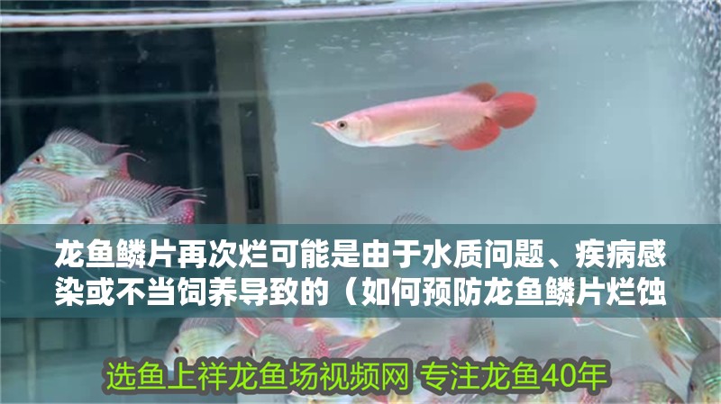 龍魚(yú)鱗片再次爛可能是由于水質(zhì)問(wèn)題、疾病感染或不當(dāng)飼養(yǎng)導(dǎo)致的（如何預(yù)防龍魚(yú)鱗片爛蝕）