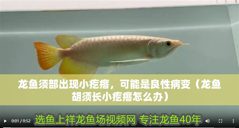 龍魚須部出現(xiàn)小疙瘩，可能是良性病變（龍魚胡須長小疙瘩怎么辦）