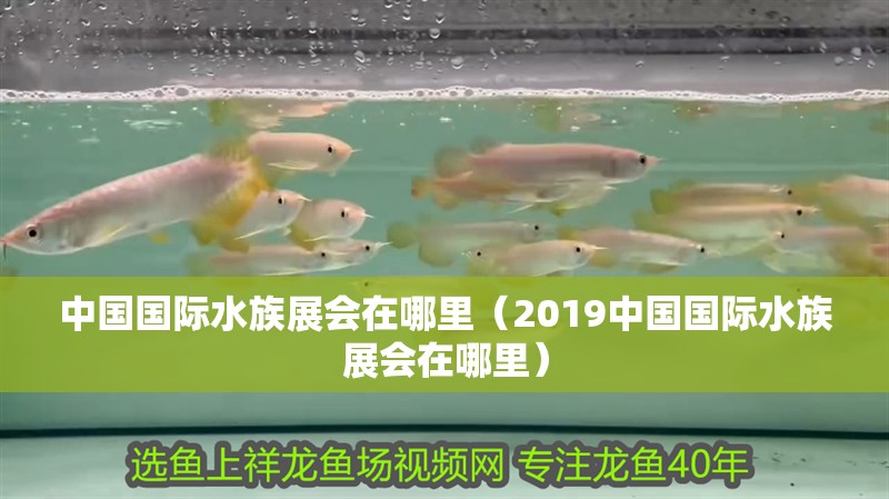 中國國際水族展會在哪里（2019中國國際水族展會在哪里）