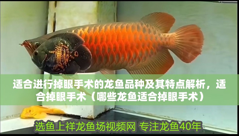 適合進行掉眼手術的龍魚品種及其特點解析，適合掉眼手術（哪些龍魚適合掉眼手術）