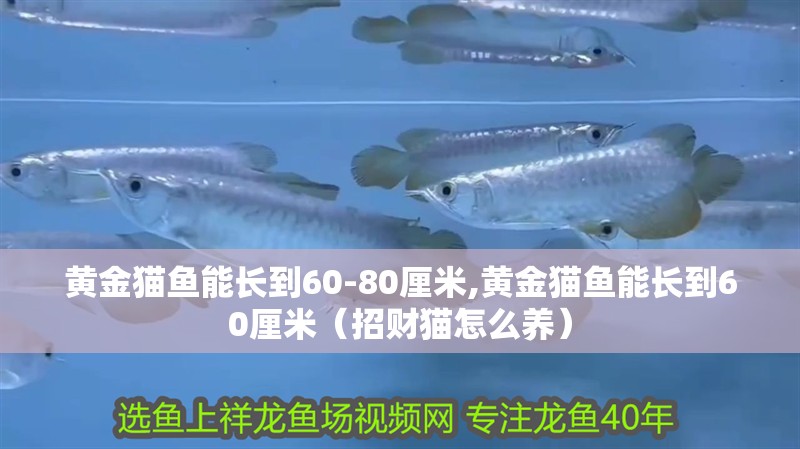 黃金貓魚能長到60-80厘米,黃金貓魚能長到60厘米（招財貓怎么養(yǎng)）