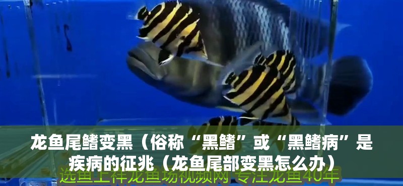 龍魚尾鰭變黑（俗稱“黑鰭”或“黑鰭病”是疾病的征兆（龍魚尾部變黑怎么辦） 龍魚尾鰭變黑（俗稱“黑鰭”或“黑鰭病”是疾病的征兆（龍魚尾部變黑怎么辦） 龍魚百科 第2張