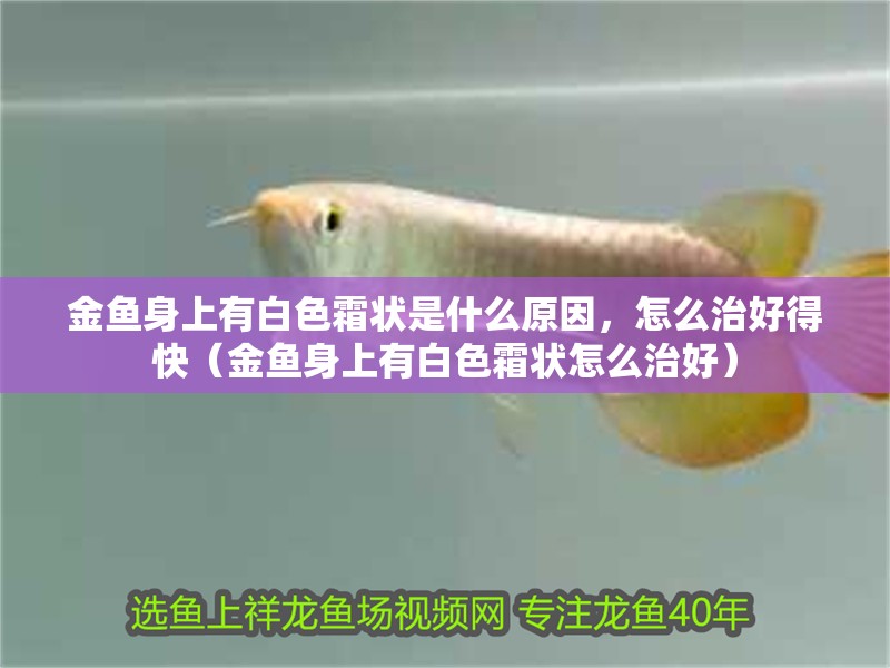 金魚身上有白色霜狀是什么原因，怎么治好得快（金魚身上有白色霜狀怎么治好）