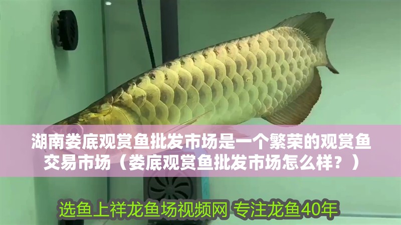 湖南婁底觀賞魚批發市場是一個繁榮的觀賞魚交易市場（婁底觀賞魚批發市場怎么樣？）