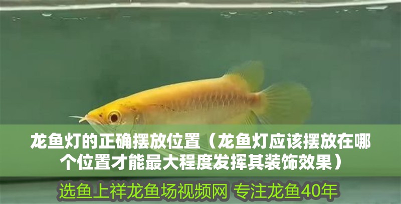 龍魚燈的正確擺放位置（龍魚燈應該擺放在哪個位置才能最大程度發揮其裝飾效果）