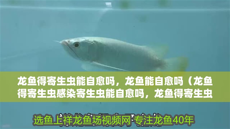 龍魚得寄生蟲能自愈嗎，龍魚能自愈嗎（龍魚得寄生蟲感染寄生蟲能自愈嗎，龍魚得寄生蟲能自愈嗎） 龍魚得寄生蟲能自愈嗎，龍魚能自愈嗎（龍魚得寄生蟲感染寄生蟲能自愈嗎，龍魚得寄生蟲能自愈嗎） 觀賞魚百科 第2張