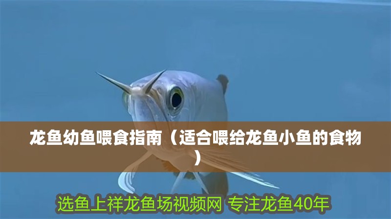 龍魚幼魚喂食指南（適合喂給龍魚小魚的食物）