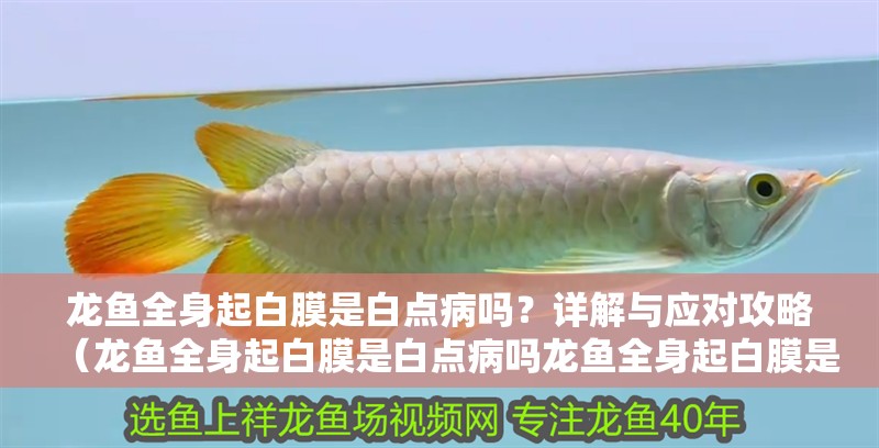 龍魚全身起白膜是白點(diǎn)病嗎？詳解與應(yīng)對(duì)攻略（龍魚全身起白膜是白點(diǎn)病嗎龍魚全身起白膜是白點(diǎn)病嗎）