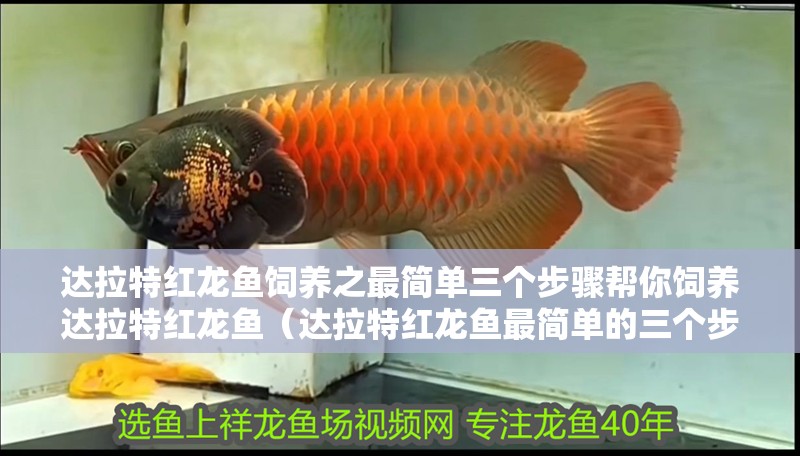 達拉特紅龍魚飼養之最簡單三個步驟幫你飼養達拉特紅龍魚（達拉特紅龍魚最簡單的三個步驟）