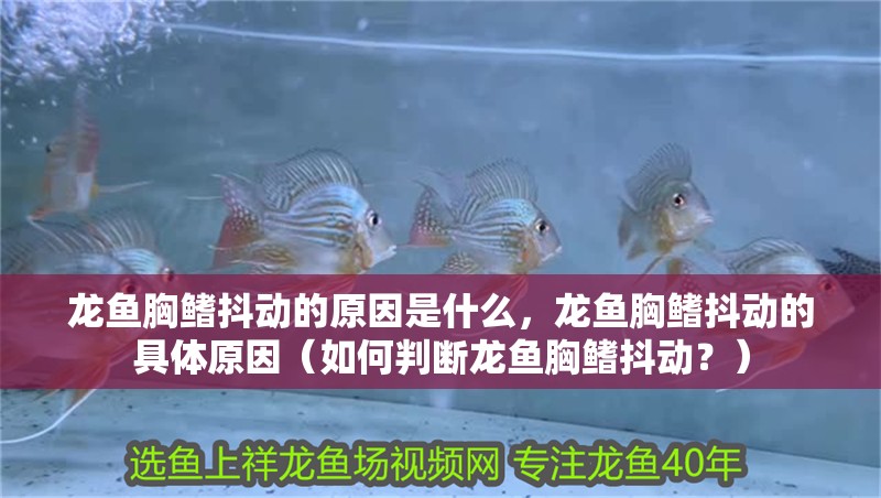 龍魚胸鰭抖動的原因是什么，龍魚胸鰭抖動的具體原因（如何判斷龍魚胸鰭抖動？）