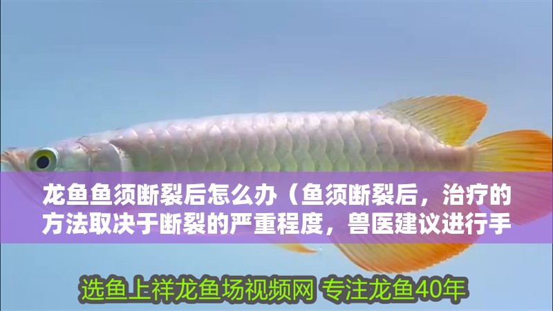 龍魚魚須斷裂后怎么辦（魚須斷裂后，治療的方法取決于斷裂的嚴重程度，獸醫建議進行手術修復） 龍魚魚須斷裂后怎么辦（魚須斷裂后，治療的方法取決于斷裂的嚴重程度，獸醫建議進行手術修復） 龍魚百科 第2張