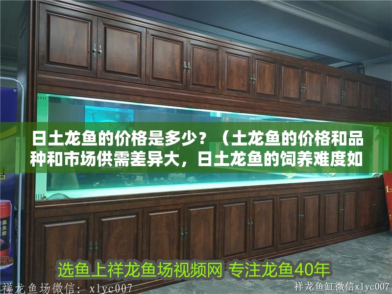 日土龍魚的價格是多少？（土龍魚的價格和品種和市場供需差異大，日土龍魚的飼養難度如何）