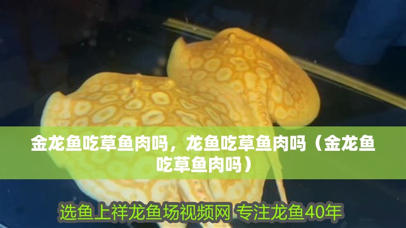 金龍魚吃草魚肉嗎，龍魚吃草魚肉嗎（金龍魚吃草魚肉嗎）
