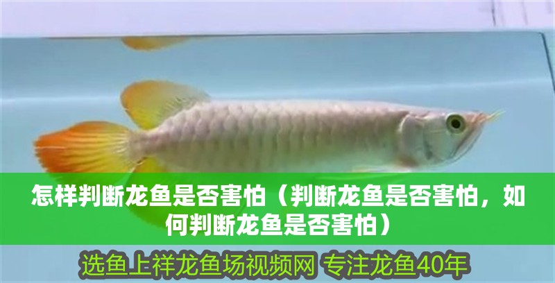 怎樣判斷龍魚是否害怕（判斷龍魚是否害怕，如何判斷龍魚是否害怕）