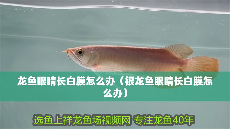 龍魚眼睛長白膜怎么辦（銀龍魚眼睛長白膜怎么辦）