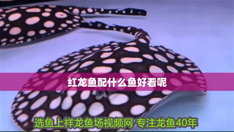 紅龍魚配什么魚好看呢