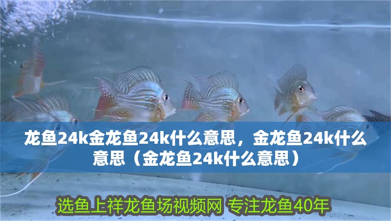 龍魚24k金龍魚24k什么意思，金龍魚24k什么意思（金龍魚24k什么意思） 龍魚24k金龍魚24k什么意思，金龍魚24k什么意思（金龍魚24k什么意思） 觀賞魚百科