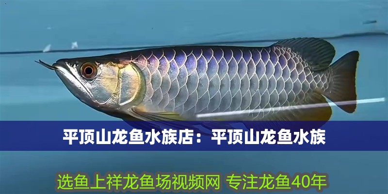 平頂山龍魚水族店：平頂山龍魚水族